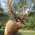 Roosevelt Elk Roosevelt Elk